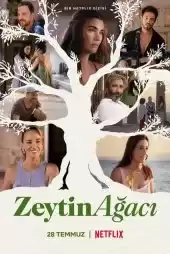 Zeytin Ağacı